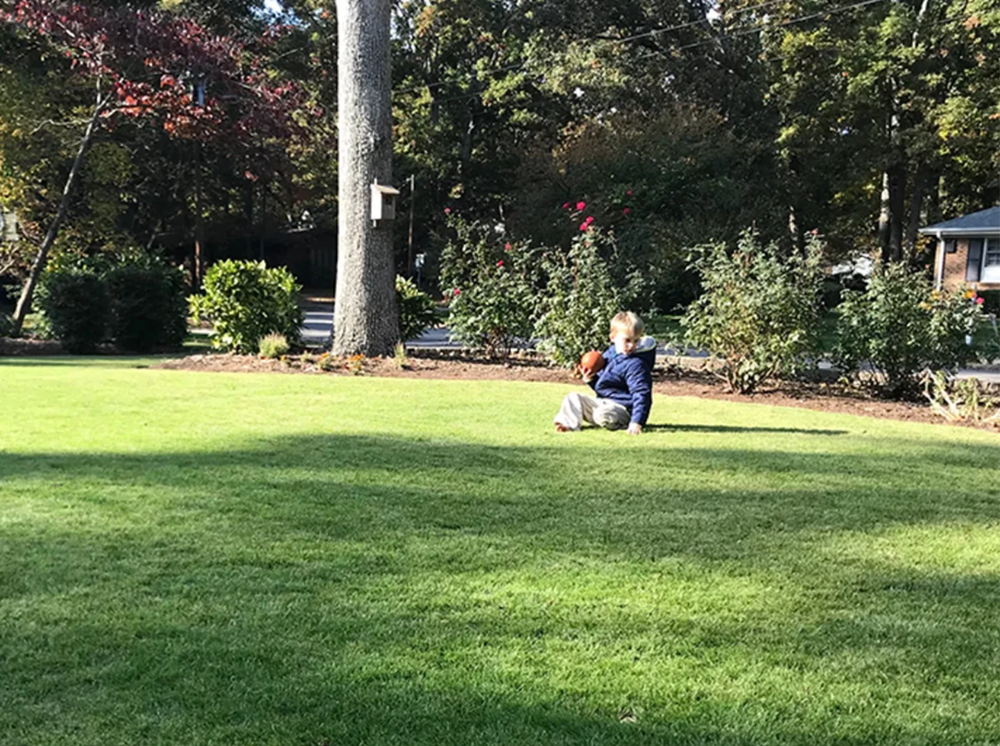 Zeon Zoysia Sod - Image 6